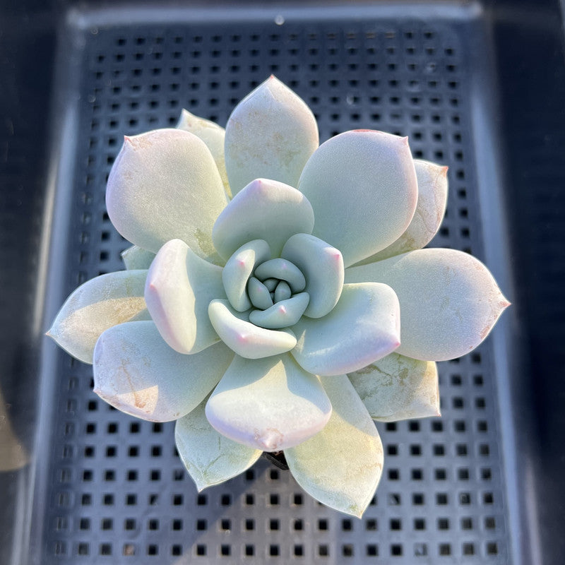 Echeveria 'Ivory' 2"-3" Succulent Plant