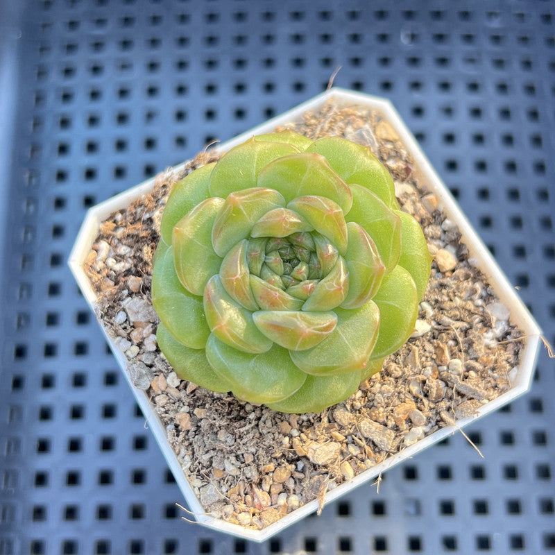Echeveria 'Anthony' 2" Succulent Plant