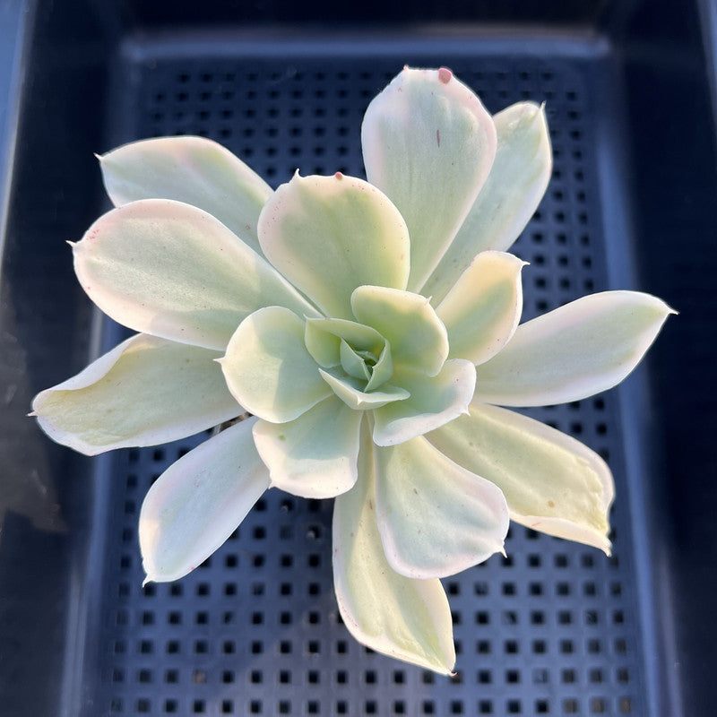 Echeveria 'Japan Moon River’ Variegated 3” Succulent Plant