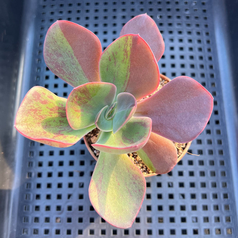 Echeveria 'Goiabinha' Variegated 2" (100% Grown In House) Succulent Plant