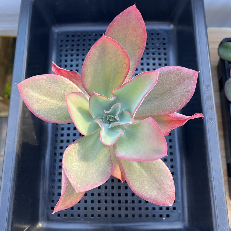 Echeveria 'Orange Subrigida' 3"-4" Succulent Plant