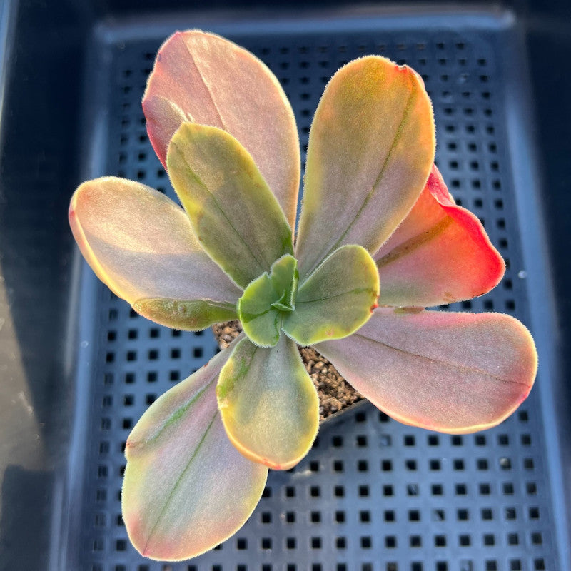 Echeveria 'Fimbriata' Variegated (AKA 'Fasciculata') 2"-3" Succulent Plant