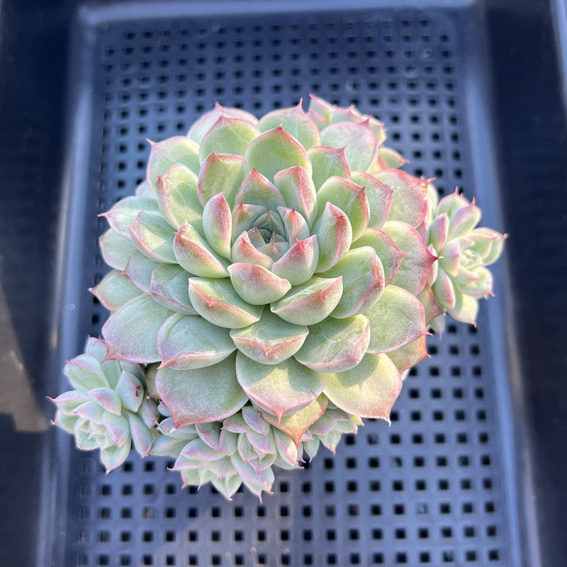 Echeveria sp. 2" Succulent Plant
