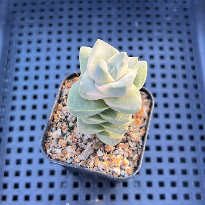 Crassula 'Moonglow' Variegated 2" Succulent Plant