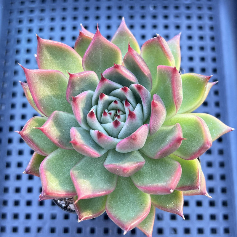 Echeveria Agavoides sp. 3" Succulent Plant