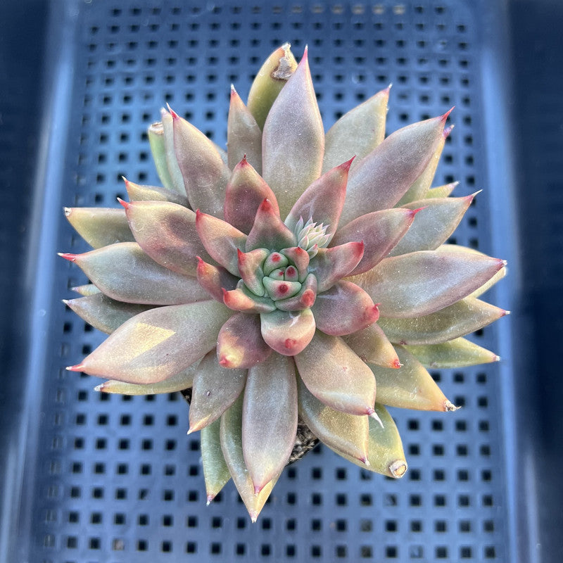 Echeveria 'Pysche' 3" Succulent Plant