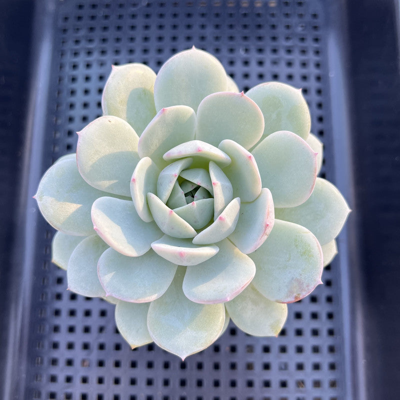 Echeveria 'Green Day' 2"-3" Succulent Plant