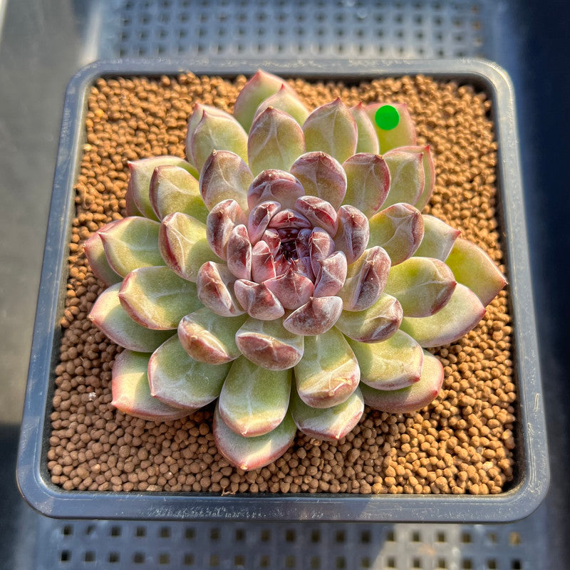 succulent gems Echeveria 'Gemstone' 2"-3" Succulent Plant Cutting