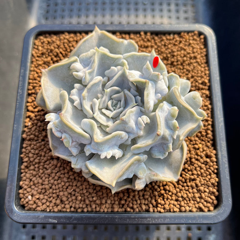 thriller succulents Echeveria 'Thriller Pearl' Compact Form 3" Succulent Plant Cutting