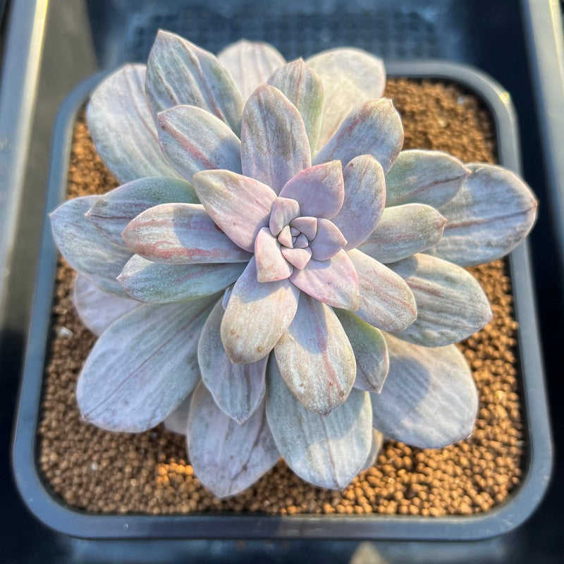 Graptopetalum 'Silverbum' Variegated 3