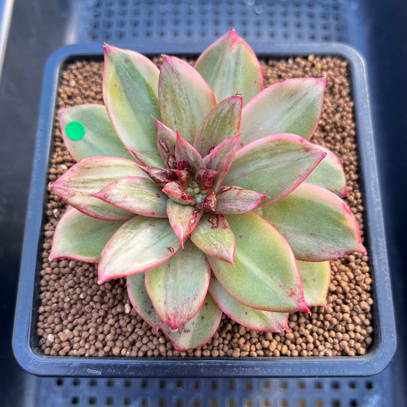 leopard succulent Echeveria 'Leopard' Variegated 3" Succulent Plant Cutting