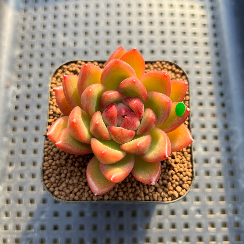 neon succulents Pachyphytum 'Neon Beauty' 2" Succulent Plant Cutting – True Succulents  Plant Co