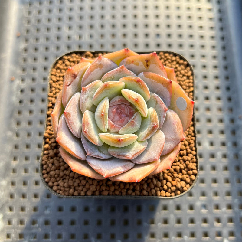 barbie plant Echeveria 'Pink Barbie' Jelly Type (핑크바비) 2