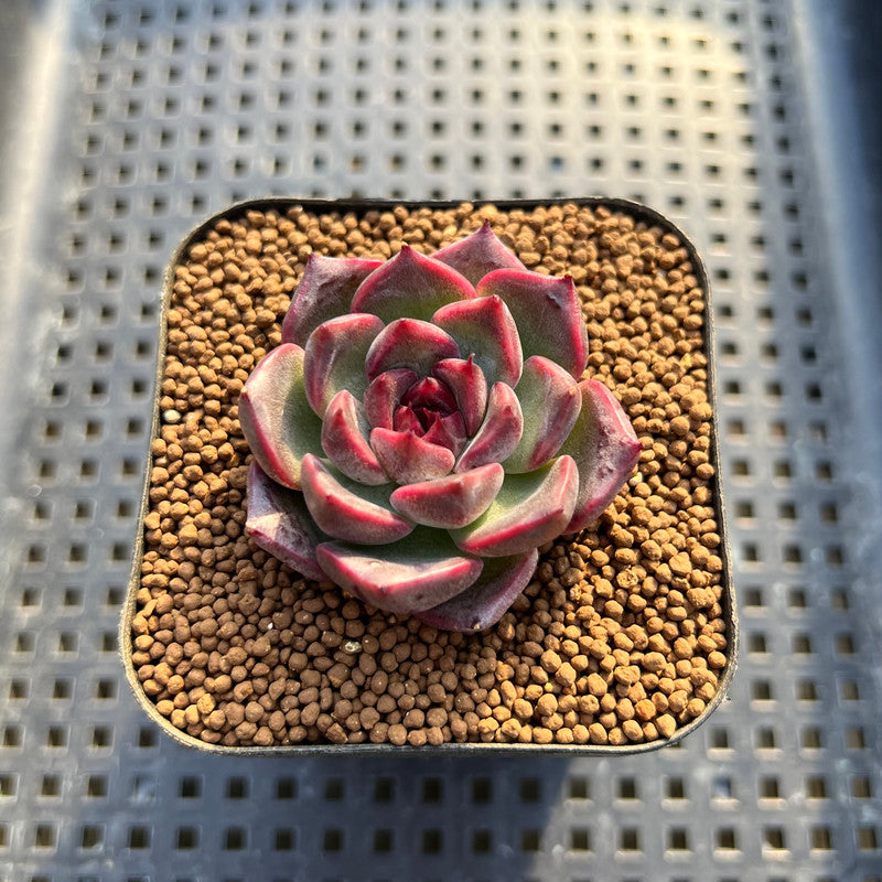 magenta flower succulent Echeveria 'Magenta' 2