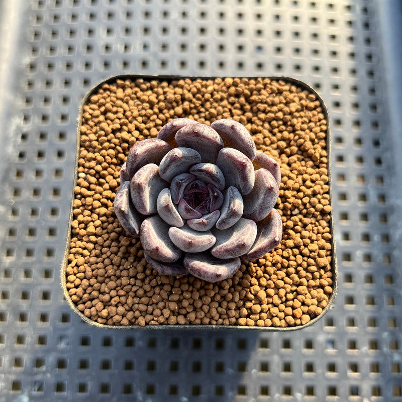 black pearl succulent Echeveria 'Black Pearl' 2" Succulent Plant Cutting