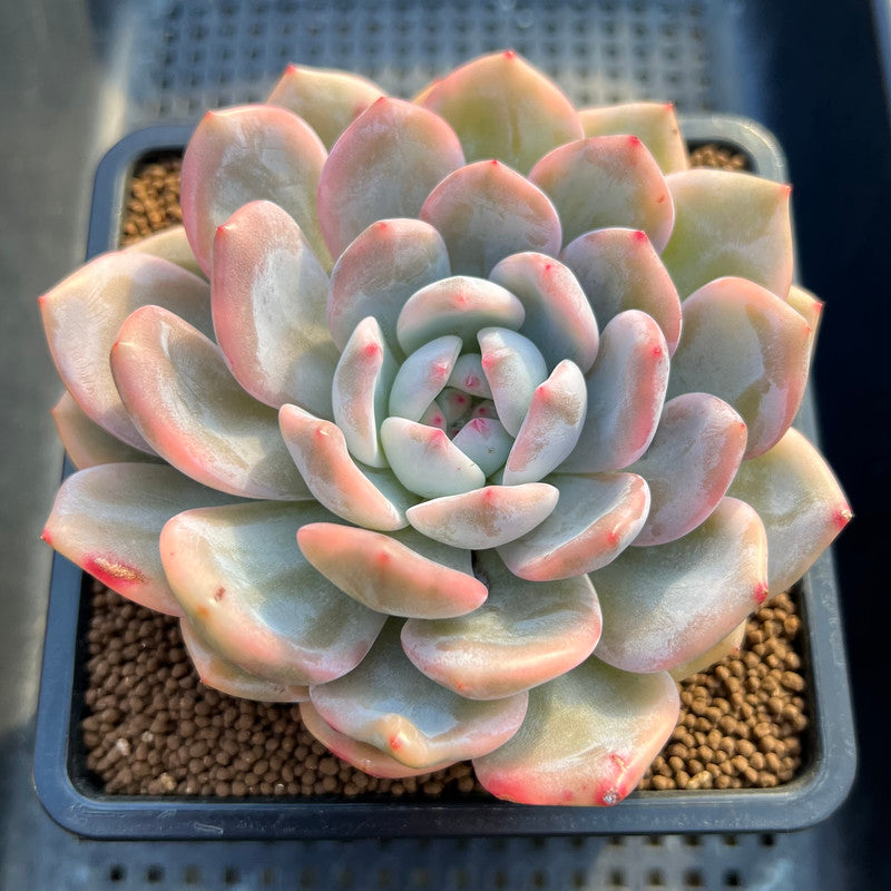monroe succulent Echeveria 'Orange Monroe' Variegated 4"-5" Succulent Plant Cutting
