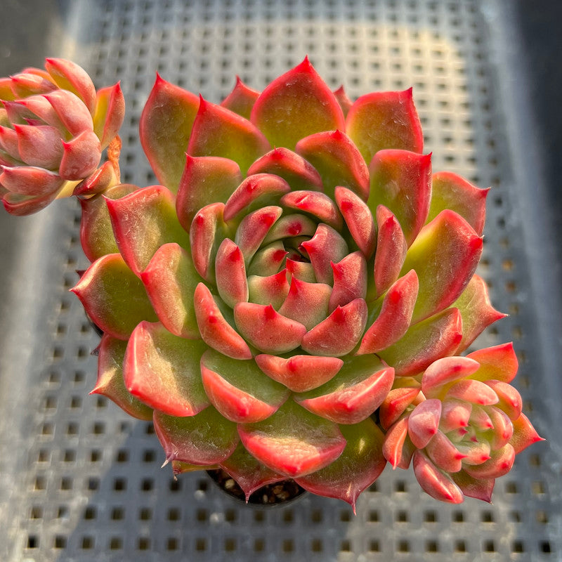 deep red succulent Echeveria 'Deep Red' 3