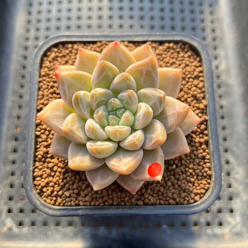 tolimanensis succulent Echeveria 'Tolimanensis' Hybrid 2" Succulent Plant Cutting
