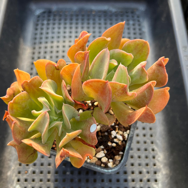 double headed succulent Echeveria 'Black Hawk' 4