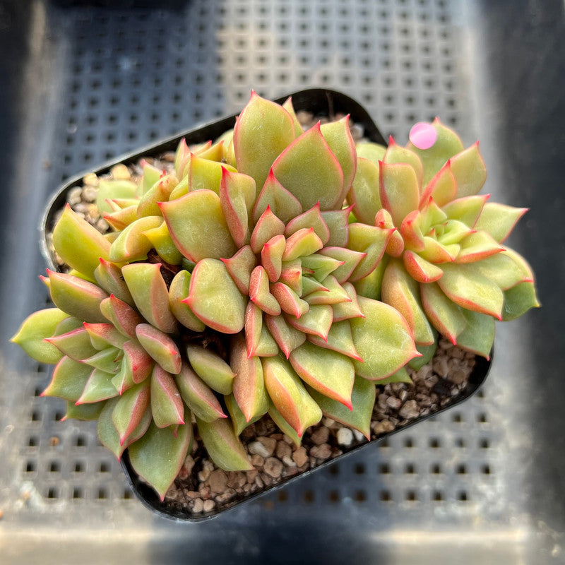 hwaga succulent Echeveria 'Tesla' Unique Clone 3" Hwaga Hybrid Succulent Plant