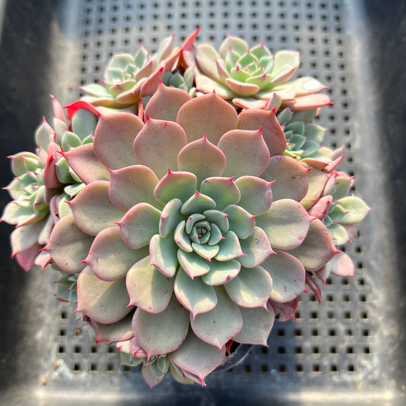 cluster succulent plant Echeveria 'Laurensis' 4"-5" Cluster Succulent Plant