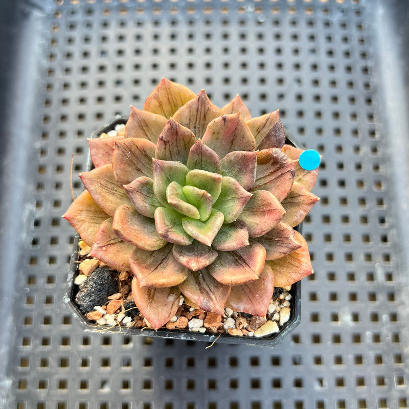 silver prince succulent Echeveria 'Silver Prince' Variegated 2" Succulent Plant – True Succulents Plant Co