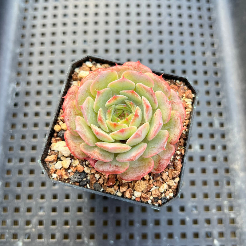 plant red ball from succulent Echeveria 'Red Choco Ball' 1"-2" Succulent Plant