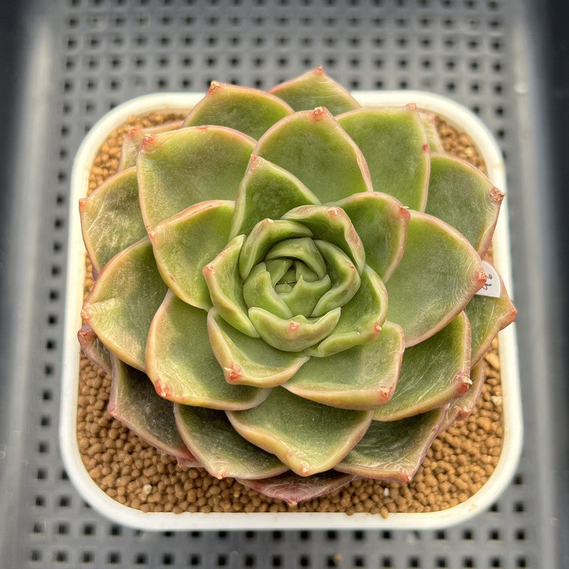 Echeveria 'Essential Balm' 3" Succulent Plant Cutting