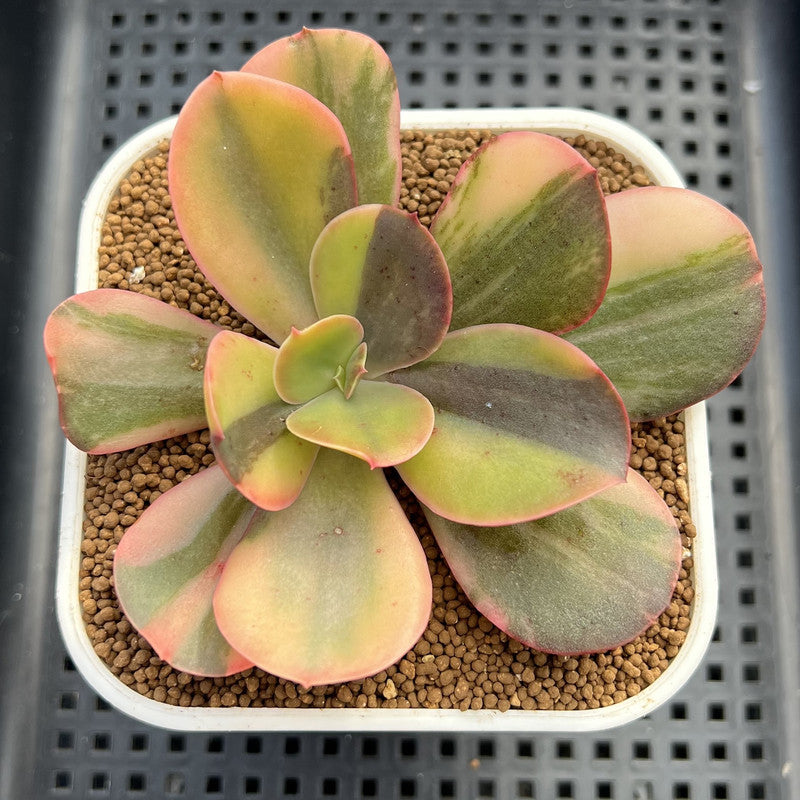 Echeveria 'Primadonna' Variegated 2"-3" (100% Grown In House) Succulent Plant Cutting