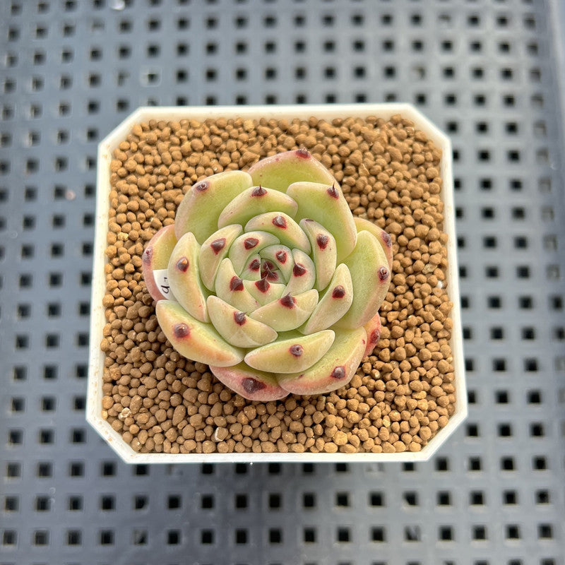 Echeveria 'Black Zaragoza' Hybrid 1"-2" (New Hybrid by Brotherly Farm) Succulent Plant Cutting