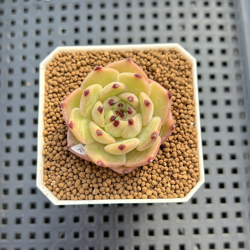 Echeveria 'Black Zaragoza' Hybrid 1"-2" (New Hybrid by Brotherly Farm) Succulent Plant Cutting