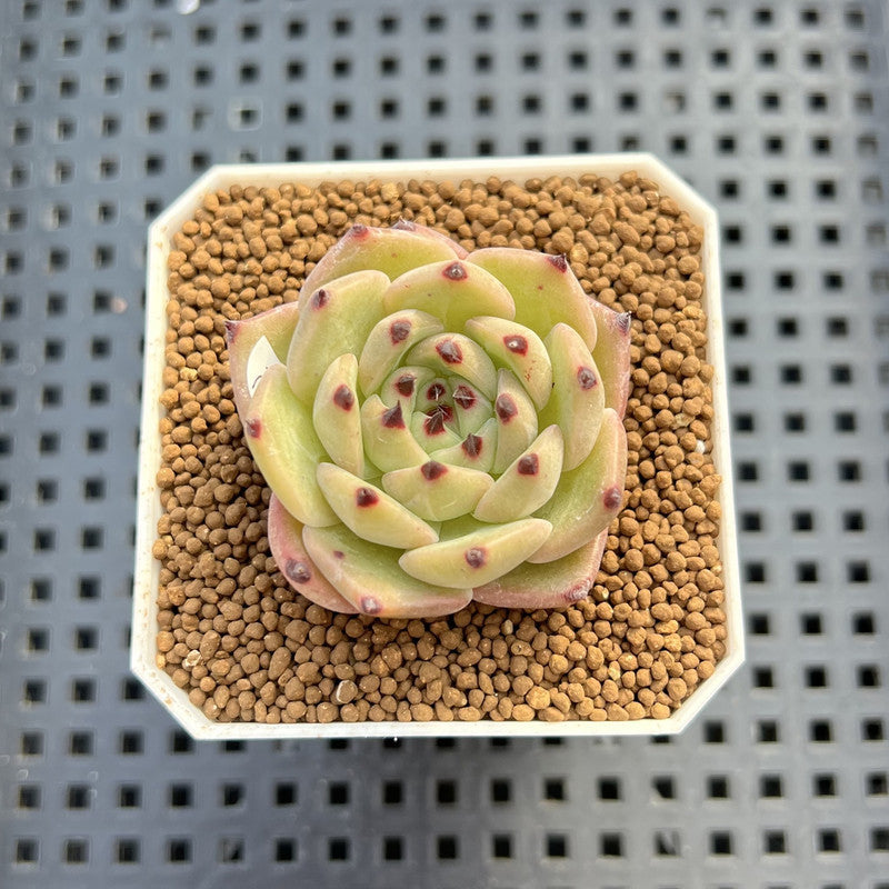 Echeveria 'Black Zaragoza' Hybrid 1"-2" (New Hybrid by Brotherly Farm) Succulent Plant Cutting