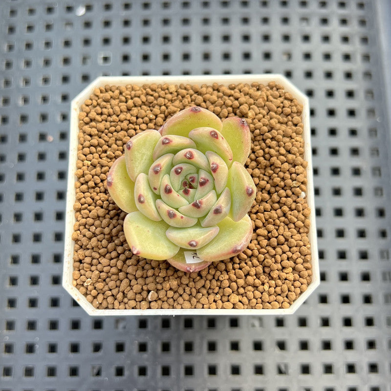 Echeveria 'Black Zaragoza' Hybrid 1"-2" (New Hybrid by Brotherly Farm) Succulent Plant Cutting