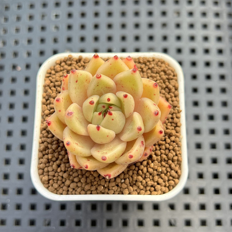 Echeveria Hybrid sp. 1"-2" Hand-Selected Clone (From Brotherly Farm) Succulent Plant Cutting