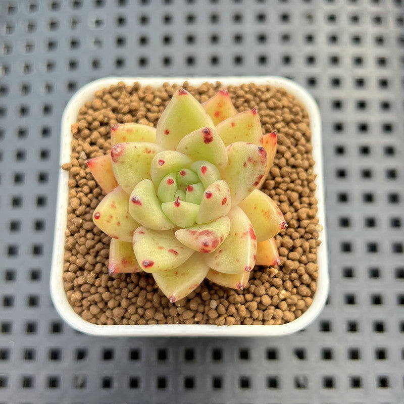 Echeveria Hybrid sp. 1"-2" Hand-Selected Clone (From Brotherly Farm) Succulent Plant Cutting