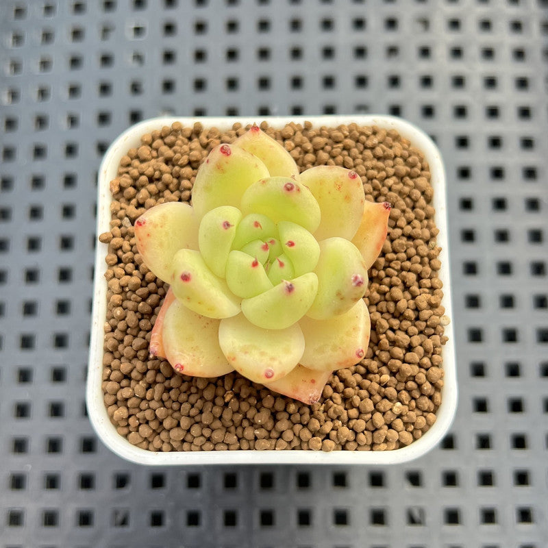 Echeveria Hybrid sp. 1"-2" Hand-Selected Clone (From Brotherly Farm) Succulent Plant Cutting