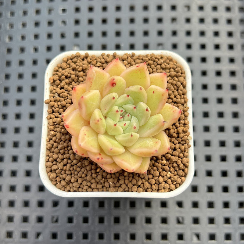 Echeveria Hybrid sp. 1"-2" Hand-Selected Clone (From Brotherly Farm) Succulent Plant Cutting