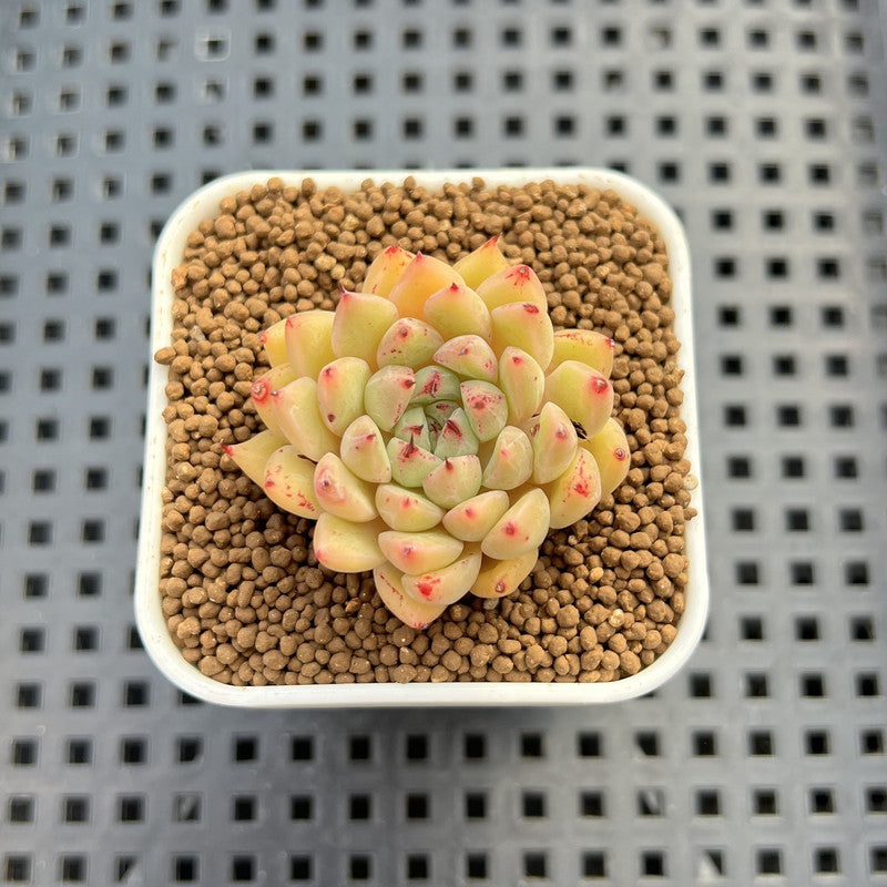 Echeveria Hybrid sp. 1"-2" Hand-Selected Clone (From Brotherly Farm) Succulent Plant Cutting