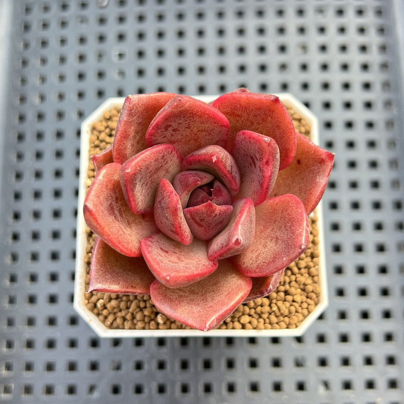 Echeveria Hybrid sp. 1"-2" Hand-Selected Clone (From Brotherly Farm) Succulent Plant Cutting