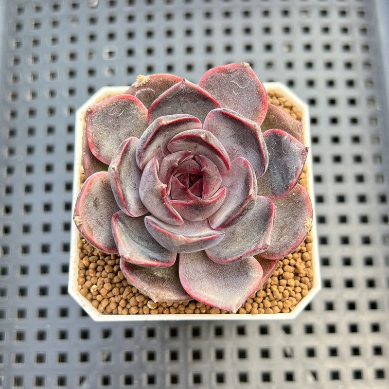 Echeveria Hybrid sp. 1"-2" Hand-Selected Clone (From Brotherly Farm) Succulent Plant Cutting