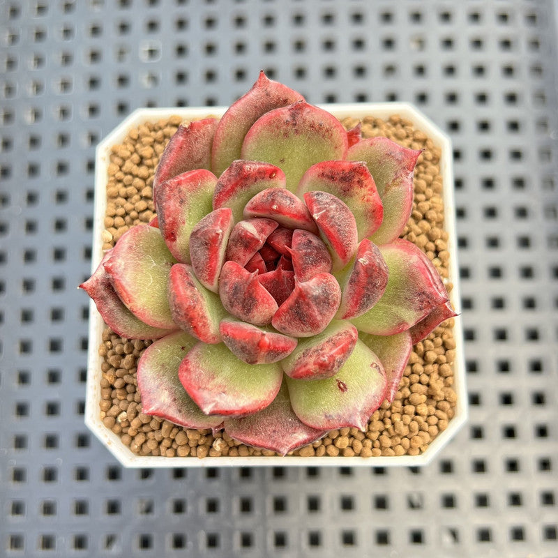 Echeveria Hybrid sp. 1"-2" Hand-Selected Clone (From Brotherly Farm) Succulent Plant Cutting