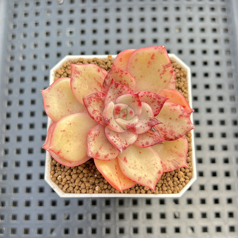 Echeveria Hybrid sp. 1"-2" Hand-Selected Clone (From Brotherly Farm) Succulent Plant Cutting