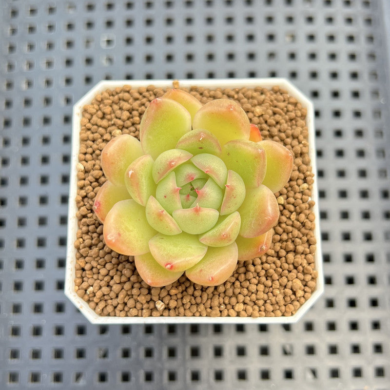 Echeveria Hybrid sp. 1"-2" Hand-Selected Clone (From Brotherly Farm) Succulent Plant Cutting