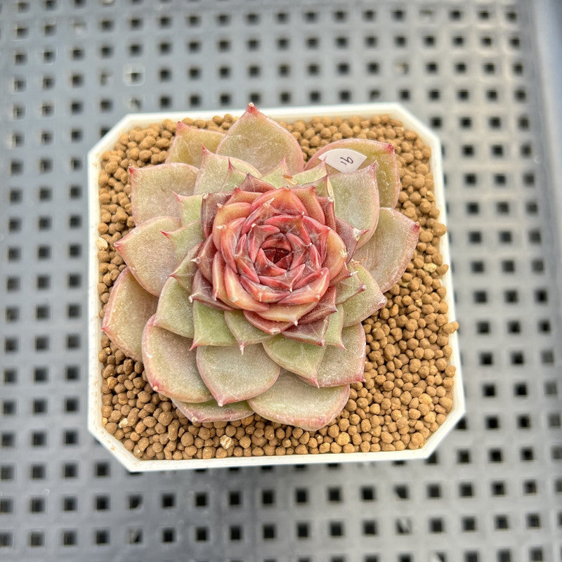 Echeveria 'Dream Catcher' 2" (New Hybrid by Brotherly Farm) Succulent Plant Cutting