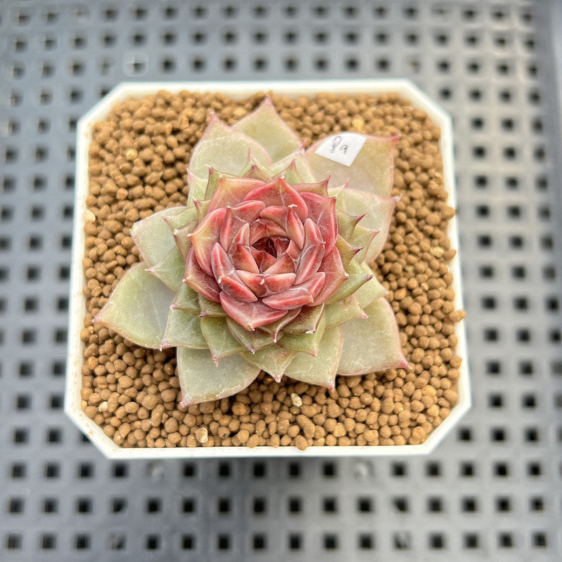 Echeveria 'Dream Catcher' 2" (New Hybrid by Brotherly Farm) Succulent Plant Cutting