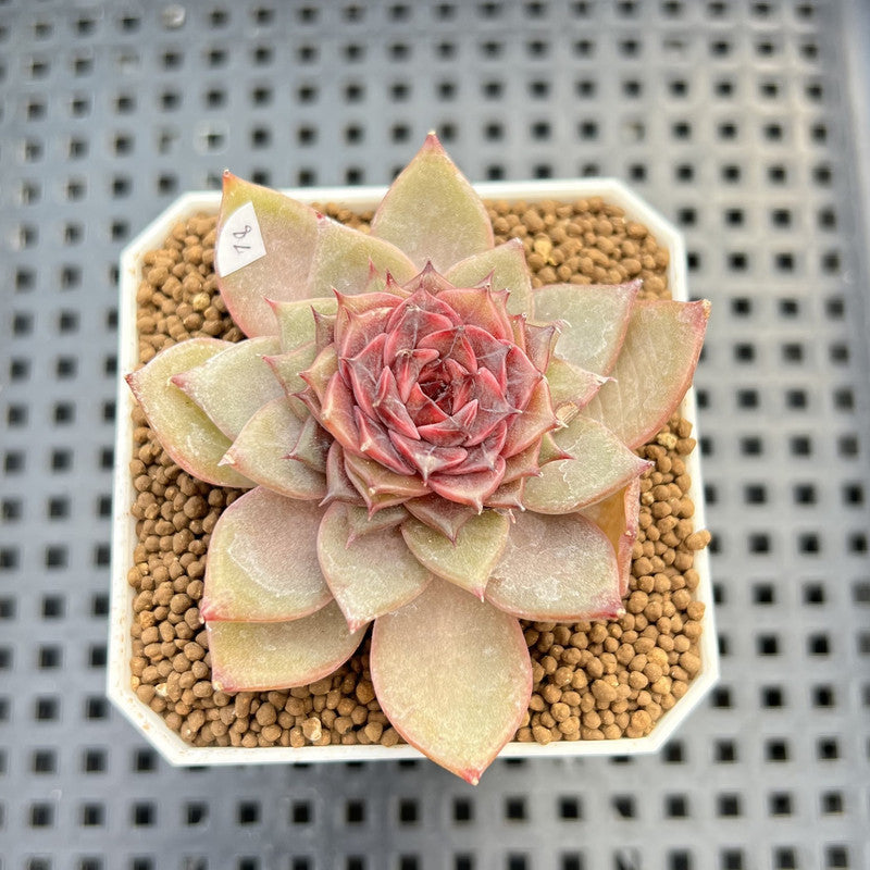 Echeveria 'Dream Catcher' 2" (New Hybrid by Brotherly Farm) Succulent Plant Cutting
