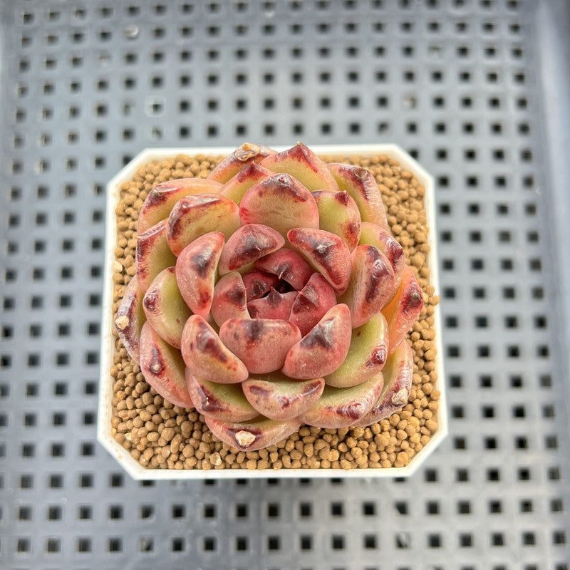 Echeveria Hybrid sp. 1"-2" Hand-Selected Clone (From Brotherly Farm) Succulent Plant Cutting