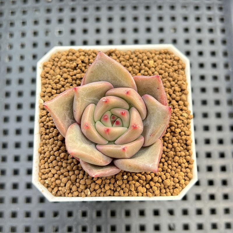 Echeveria Hybrid sp. 1"-2" Hand-Selected Clone (From Brotherly Farm) Succulent Plant Cutting