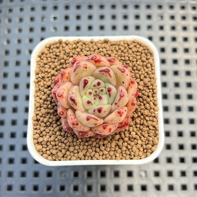 Echeveria Hybrid sp. 1"-2" Hand-Selected Clone (From Brotherly Farm) Succulent Plant Cutting