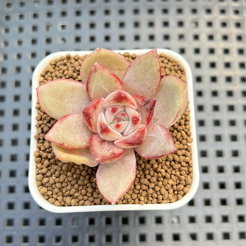 Echeveria Hybrid sp. 1"-2" Hand-Selected Clone (From Brotherly Farm) Succulent Plant Cutting